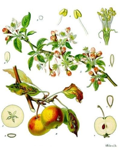 Everlasting Apple-Tree - Malus domestica - яблоня обыкновенная